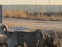 KÖPEĞİMİZİN BEDELİNİ ÖDEYEN ALIR