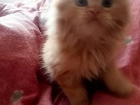 Yavru british shorthair