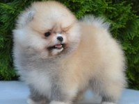 Dişi erkek Pomeranian Boo ve spitz yavrularımız (orjinal)