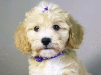 Maltipoo Safkan Köpekler