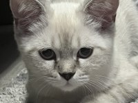 Scottish fold bayaz gri