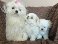 MALTESE YAVRULARIMIZ