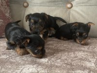 Minik yorkshire terrier yakışıklılar