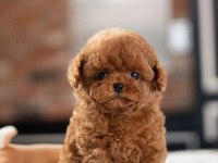SEVGİLİSİYLE KÜS OLANLARA ÖZEL TOY POODLE BEBEKLERİM