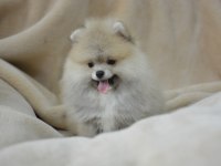 POMERANİAN DAHA GÜZELİ YOK