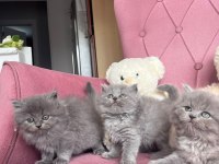 MÜKEMMEL BRİTİSH LONGHAİR BEBEKLER