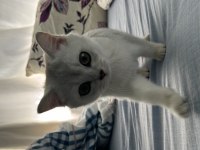 British shorthair silver kedimiz