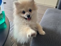 Yavru Pomeranian Boo