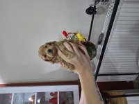 Dişi Toy Poodle