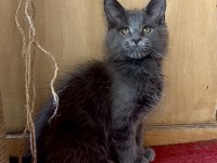 SAF KAN, LO ŞECERELİ DEV BOY KEDİLER 6 YILLIK TECRÜBE