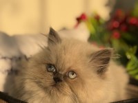 British Blue Point