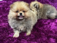 IRK GARANTILI TEA CUP POMERANİAN BOO