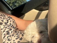 40 günlük erkek maltipoo