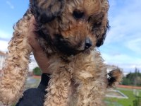 MALTİPOO BEBEĞİM