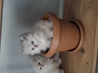 British longhair kar taneleri yeni yuvalarını arıyor