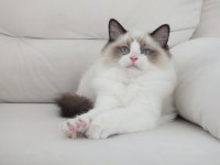 Full şecereli ragdoll yavruları