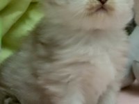 Scottish fold yavru kedimiz