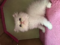 2 Aylık Erkek İran Kedisi Yavrular