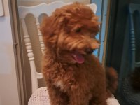 5 aylık maltipoo
