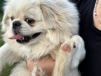 Pekinez köpeğimize yeni sahibini arıyoruz