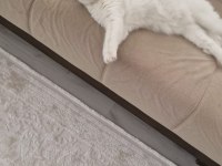 Beyaz british shorthair pamuk sahiplendirilecektir