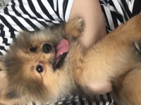 Pomeranian 4 buçuk aylık dişi yavru