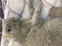 Evimizin scottish fold neşesi bella güzel bir yuva arıyor