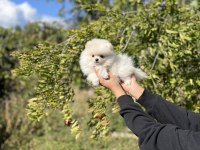 Pomeranian Boo Bebekler