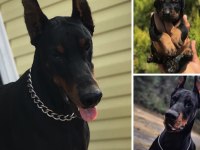 DOBERMAN YAVRULARI