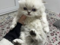 1.5 aylık scottish longhair safkan yavrular