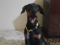 Saf Doberman yavrusu