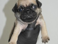 Yavru Pug Mops Köpekler