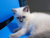 British shorthair blue point