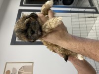 Yavru Shih tzu larım 