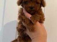 TEACUP RED BROWN DİŞİ TOY POODLE