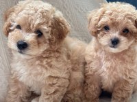 Kg Garantili Kore Maltipoo