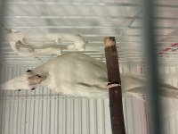 Albino Dişi Sultan Papağanı