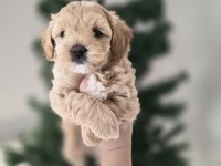 ORJİNAL TEACUP MALTİPOO YAVRULAR