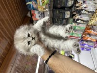 A kalite sağlıklı WC eğitimli scottish fold