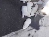 Ev doğumlu orjinal beyaz alman çoban köpeği yavrular
