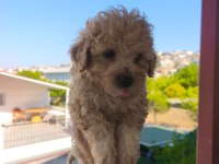 Maltipoo yavruları