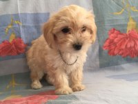 MALTİPOO CAN DOSTLAR EV ÜRETİMİ