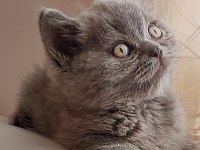 GRİ DİŞİ BRİTİSH TOP KAFA BEBEĞİMİZ YUVA ARIYOR