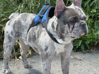 MERLE ÖZEL RENK FRENCH BULLDOG