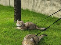 İki Şahane Golden Shaded British Shorthair