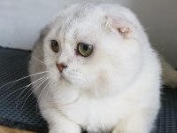 Scottish fold shorthair bs 11 erkek