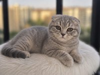 SIFIR KULAK SCOTTİSH FOLD PRENSESİMİZ TESLİME HAZIR