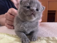 Premium Kalite Ayı Surat British Shorthair Yavrularımız