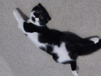Half British cats