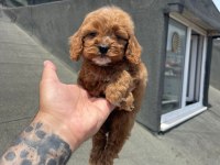 Sağlık ve Irk garantili Maltipoo
